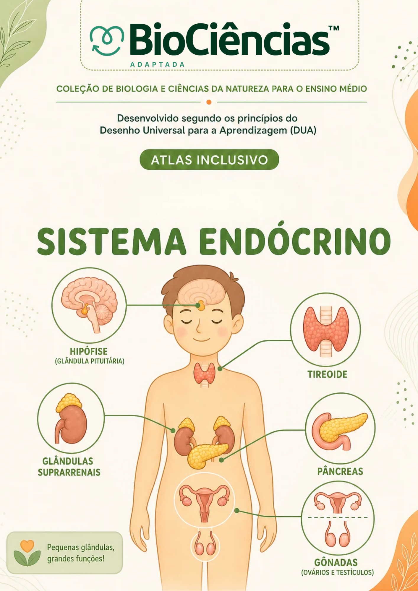 Capa de Atlas Inclusivo - Sistema Endócrino
